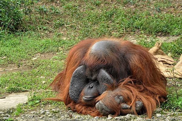 新竹動物園 (96).jpg