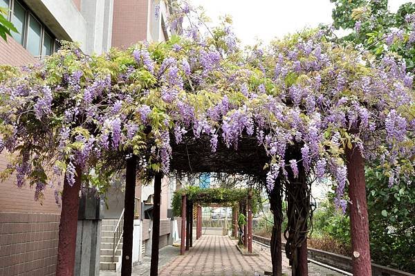 新豐鄉公所裏面的紫藤花 (3).jpg