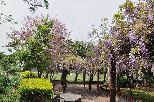 新豐鄉公所裏面的紫藤花 (4).jpg