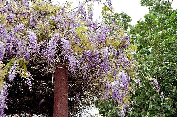 新豐鄉公所裏面的紫藤花 (12).jpg