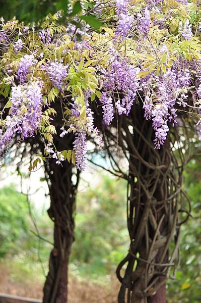 新豐鄉公所裏面的紫藤花 (16).jpg