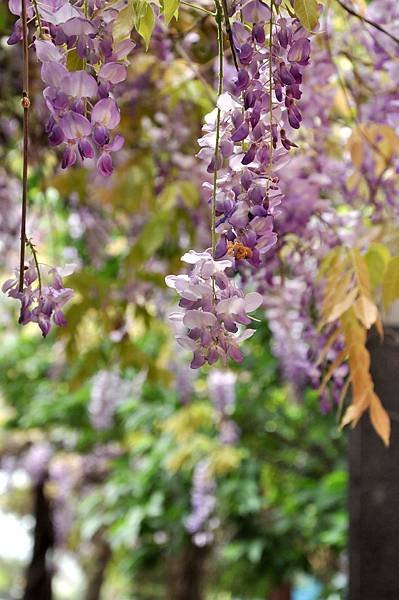 新豐鄉公所裏面的紫藤花 (24).jpg