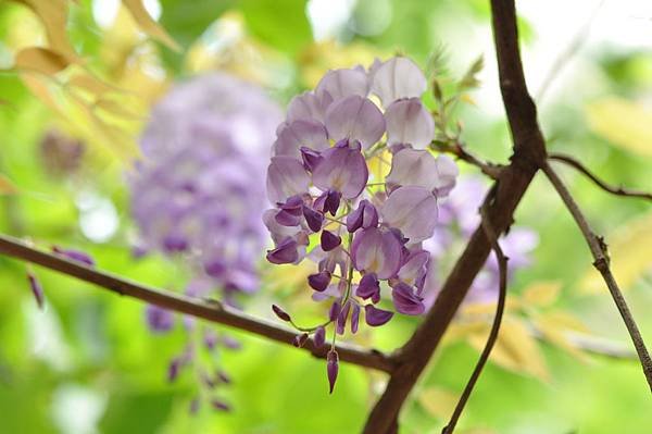 新豐鄉公所裏面的紫藤花 (49).JPG