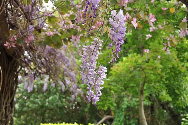 新豐鄉公所裏面的紫藤花 (56).JPG