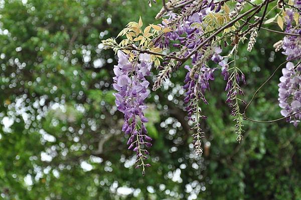 新豐鄉公所裏面的紫藤花 (59).JPG