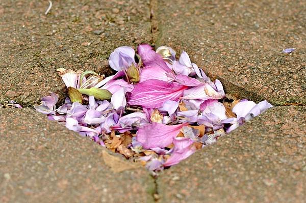 新豐鄉公所裏面的紫藤花 (74).jpg