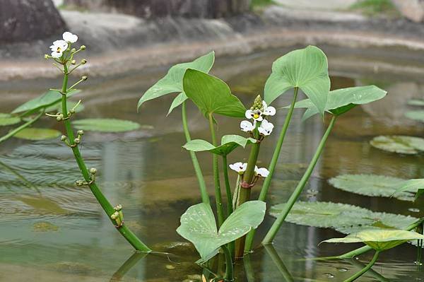 蒙特登慈菇 (7).JPG