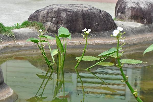 蒙特登慈菇 (8).JPG