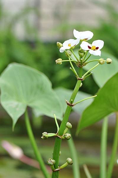 蒙特登慈菇 (9).JPG