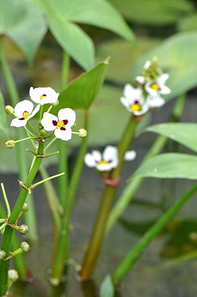 蒙特登慈菇 (10).JPG