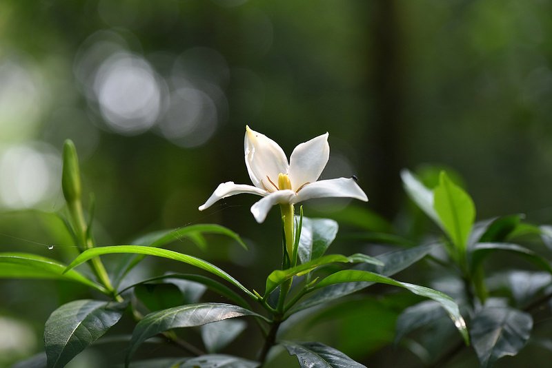 山黃梔~單瓣梔子花