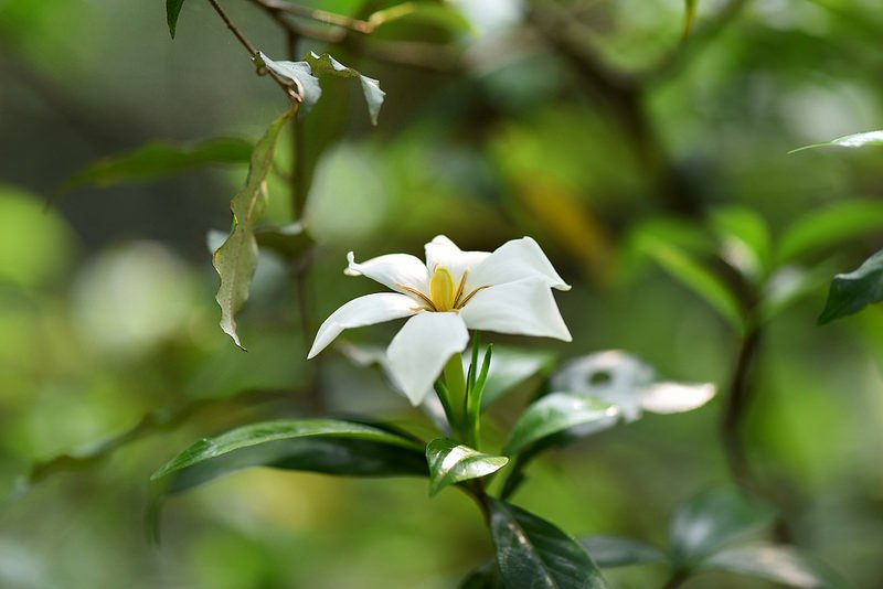 山黃梔~單瓣梔子花