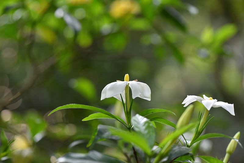 山黃梔~單瓣梔子花