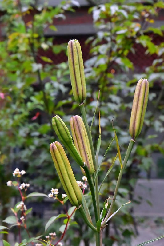 台灣高山百合果實