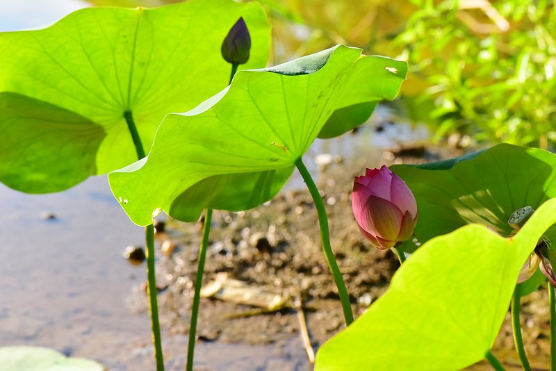 106夏顏 (5)