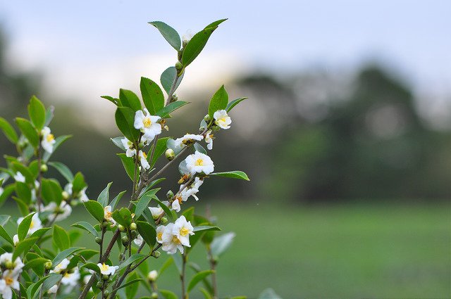 茶&amp;花 (11)