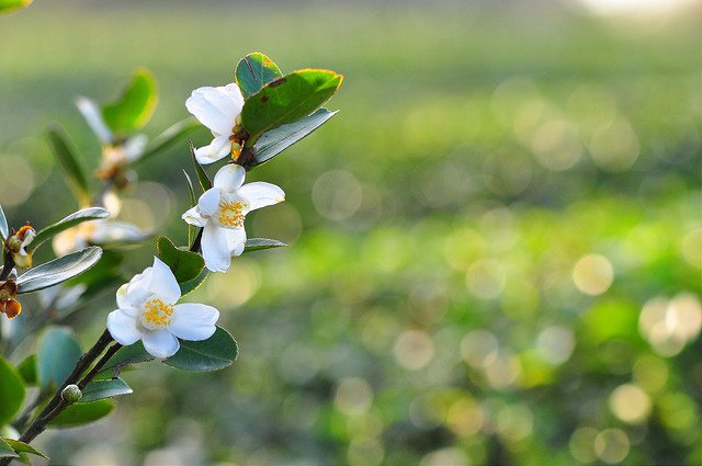 茶&amp;花 (14)