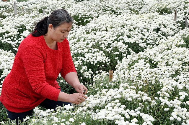 銅鑼杭菊 (54)