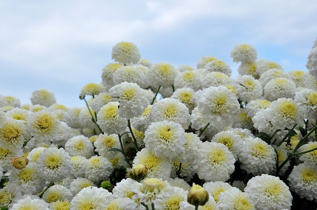 銅鑼杭菊 (9)