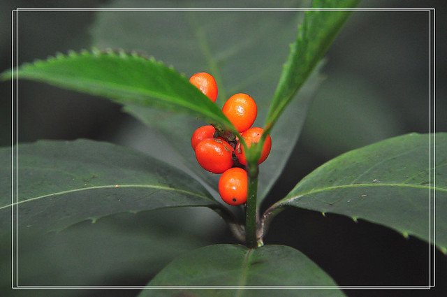 九節茶~紅果金粟蘭 (25)