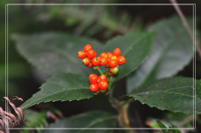 九節茶~紅果金粟蘭