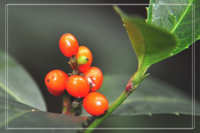 九節茶~紅果金粟蘭 (24)