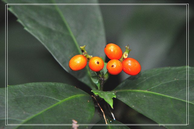 九節茶~紅果金粟蘭 (23)