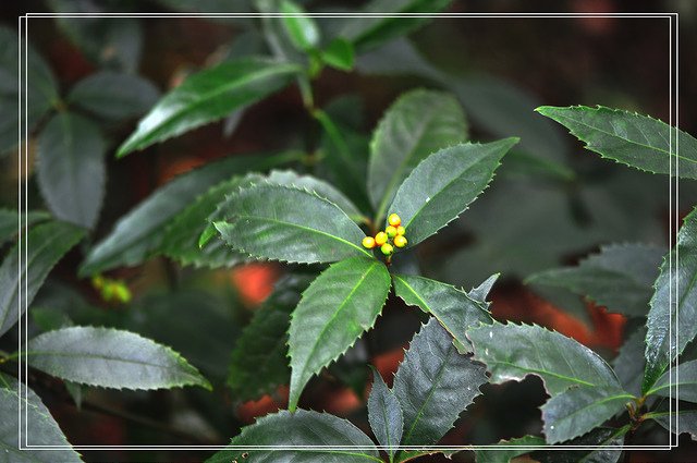 九節茶~紅果金粟蘭 (5)