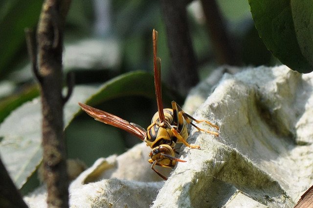 黃長腳蜂 (10)