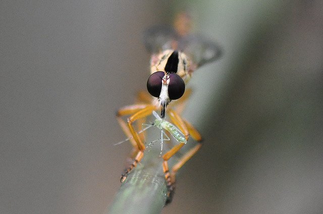 食蟲虻~1(待分類) (2)