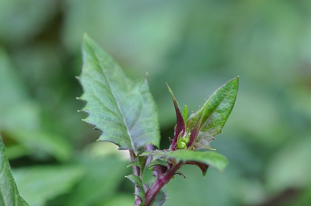 紅鳳菜 (8)