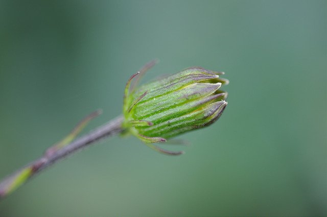 紅鳳菜 (10)