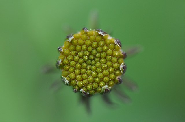 紅鳳菜 (13)