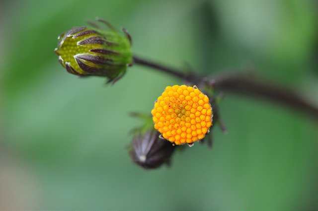 紅鳳菜 (9)