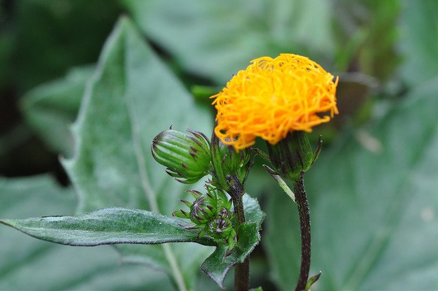 紅鳳菜