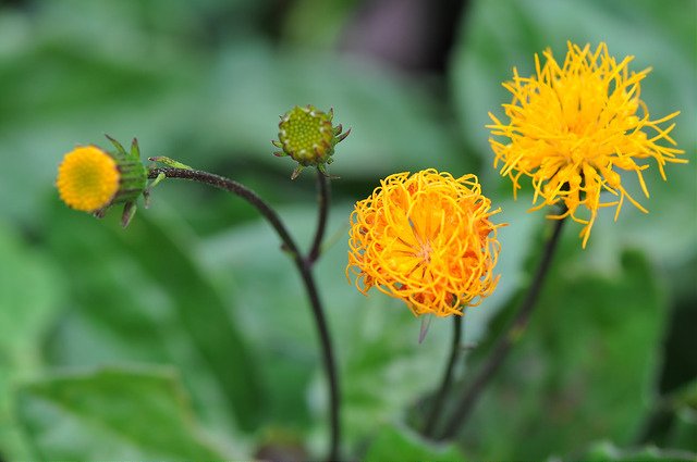 紅鳳菜 (7)