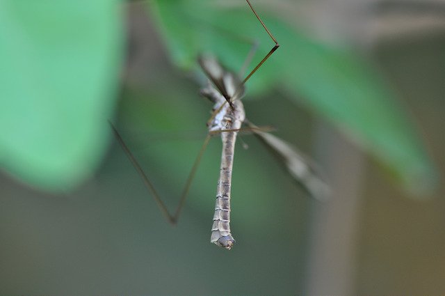 香港大蚊 (19)