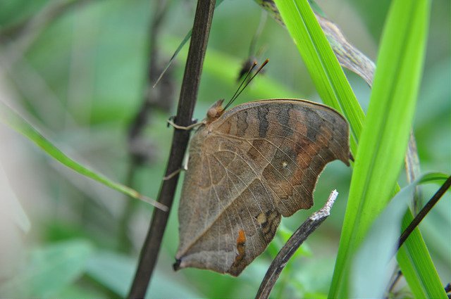 孔雀蛺蝶 (13)