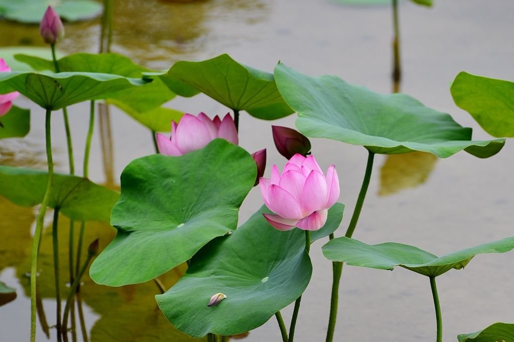 DSC_3518.JPG