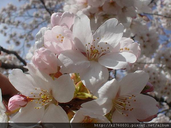 cherry blossom2006026.JPG