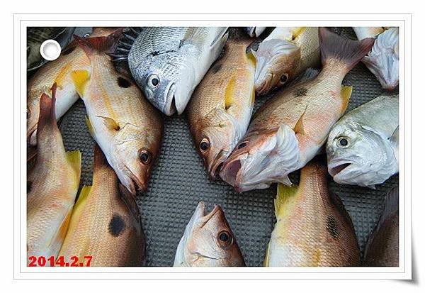 士官長釣的魚
