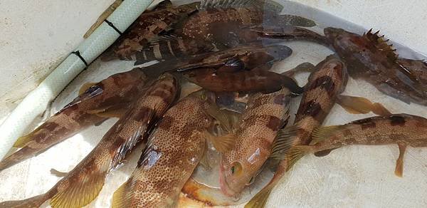 飛狼2018.5.6釣遊10