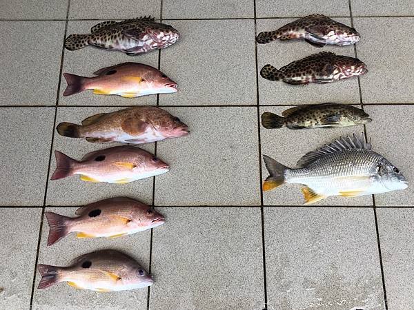 飛狼2018.8.5釣遊1533390015778