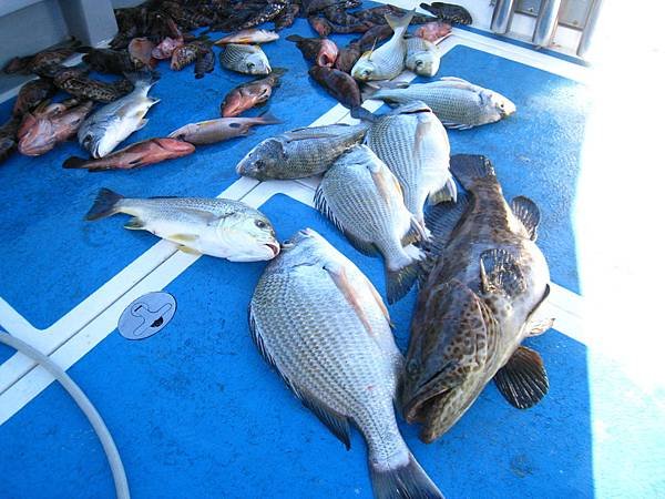 士官長2018.9.18釣魚IMG_5908