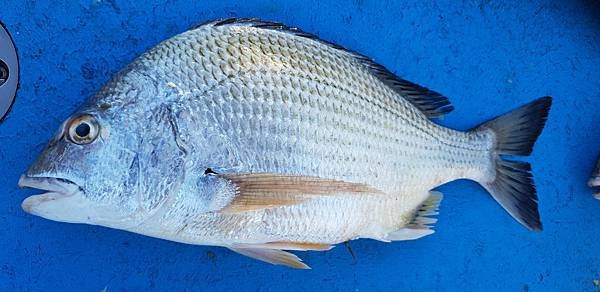 士官長2018.9.18釣魚20180918_163228