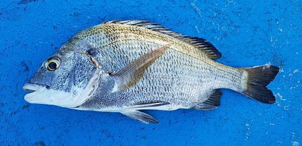 士官長2018.9.18釣魚20180918_163254