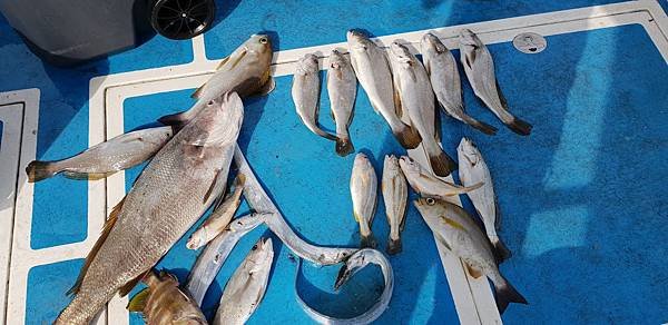 20181112_135940鮸魚.