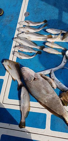 20181112_135922鮸魚