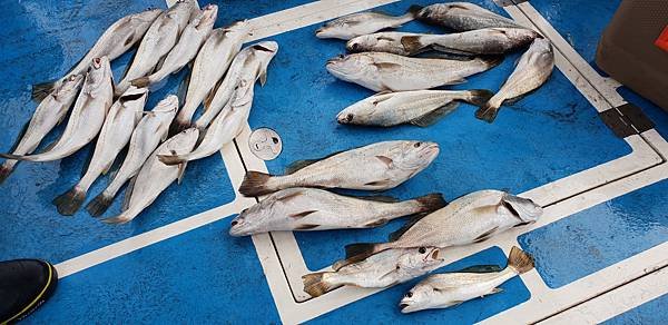 20181116_124420鮸魚