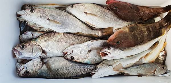 20181118_164107士官長釣魚